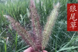 比狼尾巴还要灵动的狼尾草，它有哪些用途？看视频了解下吧视频封面