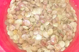 山东日照码头，带你看看港湾扇贝和栉孔扇贝有啥不一样，怎么挑？视频封面