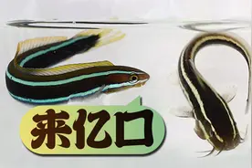 赶海野采了两条可爱的小鱼，外形配色很卡通，带回家放鱼缸里养视频封面