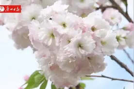 樱花盛开如云似霞，春日的浪漫才刚刚开始！视频封面