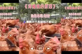 成年鸡瘫痪站不起来怎么治 鸡脚软站不起来怎么治吃什么药视频封面
