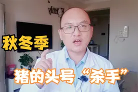 秋冬季猪急性死亡，是胸膜肺炎做的怪，养猪户一定要做好防治！视频封面