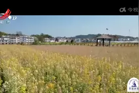 南昌：江西农大育出彩色油菜花 邀您浪漫春之约视频封面