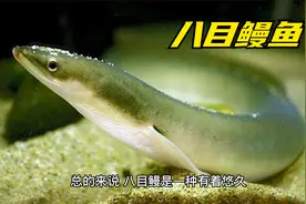 八目鳗鱼主要作用是补肾壮阳、滋阴补血等作用和功效视频封面