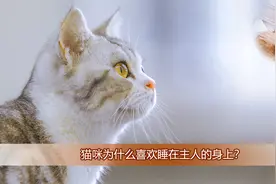 猫咪为什么喜欢睡在主人的身上？视频封面