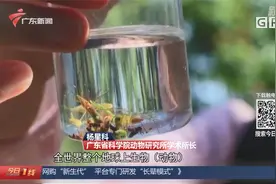 广州海珠湿地公园发现新物种 为世界首次报道 它究竟长啥样？视频封面
