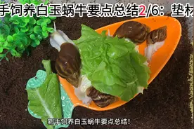 新手饲养白玉蜗牛要点总结2.垫材视频封面