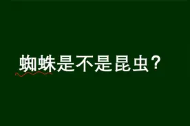 小学问答：蜘蛛是不是昆虫？难道不是吗？视频封面