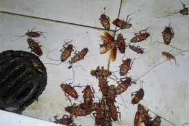蟑螂药不用买，2毛钱自制一大瓶，蟑螂一片一片的死视频封面