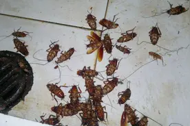 蟑螂药不用买，2毛钱自制一大瓶，蟑螂一片一片的死视频封面