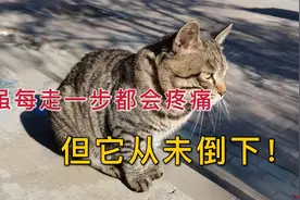我从没想过，一只13岁的老猫能如此励志！视频封面