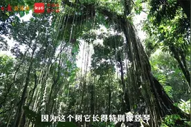 雨林vlog丨走进海南琼中百花岭：揭开绿色博物馆的奥秘视频封面