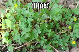 酸浆草捣碎原来价值这么好，好多人还不知道视频封面