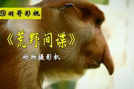 动物世界拍摄，被伪装成动物的摄影机，原来精彩画面是这样拍摄的视频封面