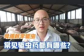 母猪驱虫方法不对，努力也是白费，母猪常见的驱虫药都有哪些？视频封面