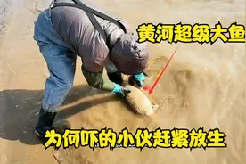 黄河逮到超级大鲤鱼，为何吓的小伙赶紧放生？至少16斤大鱼太吓人视频封面