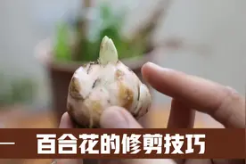 百合花花谢后怎么修剪？园艺师教你，剪花不剪叶，今年开花更漂亮视频封面