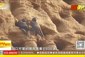 崖沙燕回来了！许昌规划专属保护区恢复生态，超万只崖沙燕来筑巢视频封面