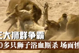 三大狮群争霸权，40多只狮子混战厮杀，狮吼震天响彻草原，纪录片视频封面