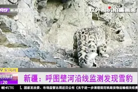 新疆呼图壁河沿线首次发现国家一级保护动物、世界级濒危物种雪豹视频封面