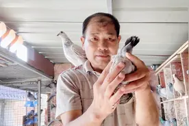 如何准确地分辨鸽子的雌雄？农村大叔教你这几招，简单好记忘不掉视频封面