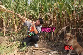 小亮给金毛分享好吃的，金毛没想到居然是玉米杆，你们都吃过吗？视频封面