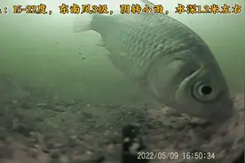 西部风牛B颗粒蚯蚓红虫111 水底测试实拍 吃没了这鱼都不想走视频封面