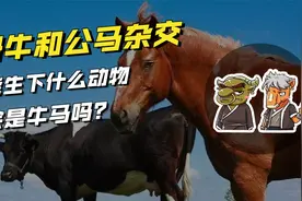 强行让母牛和公马杂交，能生下什么动物，会是牛马吗？
