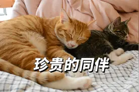 一直以为猫是独居动物，其实它们也是需要同伴的视频封面