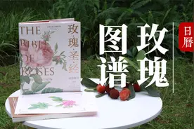 你所熟悉的玫瑰和你不熟悉的它的来世今生视频封面