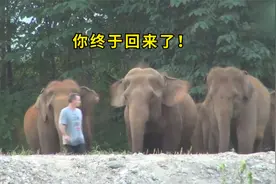 国外饲养员与大象时隔一年相遇，结果被象群狂追：你终于回来啦！视频封面