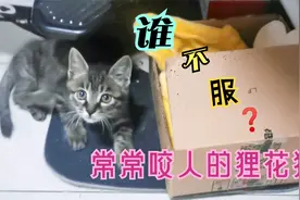 让铲屎官捉摸不透的淘气狸花猫，总喜欢躲缝隙里，突然跑出来咬人视频封面