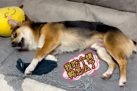 狗狗偷吃主人的烤鸭，主人骂一句狗狗顶十句，这狗太欠揍了吧！