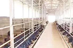 古村脱贫有绝活，通过免息贷款入股养羊合作社，在家就能获得分红视频封面