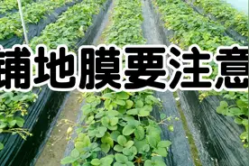铺地膜讲究多，记住别犯这样错误。视频封面
