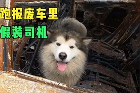 狗狗跑到报废车里玩耍，弄的浑身脏兮兮的，把主人气的哭笑不得视频封面