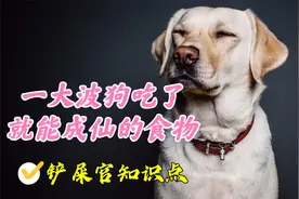 养宠避坑指南4：一大波狗吃了就能成仙的食物，对狗有益食物盘点视频封面