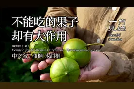这两种果子不能吃，却有大作用，油桐·木油桐视频封面