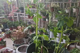 盆栽马铃薯枝条徒长，忽视这个小动作，只长叶子不见果，要知道视频封面