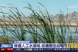 关注野骆驼保护！修建人工水源地，改善野生动物生存环境视频封面