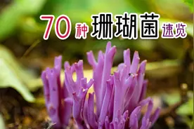 正经科普蘑菇界的颜值天花板：珊瑚菌。能吃的有哪些？看完就知道视频封面