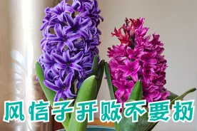 风信子开完就扔，小心别人笑话，这样养护，明年还能开一次视频封面