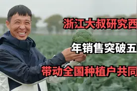 浙江大叔研究西兰花，年销售突破五百万，带动全国种植户共同富裕视频封面