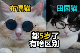 都5岁了 品种猫布偶猫和中华田园猫的区别有多大