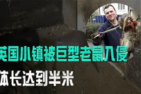 英国小镇被巨型老鼠入侵，体长达到半米，这些老鼠难道是变异了？视频封面
