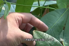 发财树叶片上出现的这种斑，是什么回事？其实它是一种病视频封面