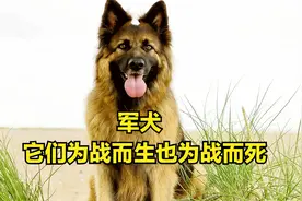 军犬是战士最忠诚的伙伴，它们为战而生，也为战而死！致敬！视频封面