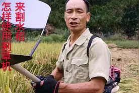 用割草机来割水稻，掌握好这六大技巧，你就可以轻松的割好水稻视频封面