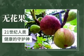 无花果——21世纪人类健康的守护神视频封面