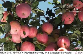 “喝着”山泉水长大！蒙阴万亩苹果喜获丰收，成村民“致富果”视频封面